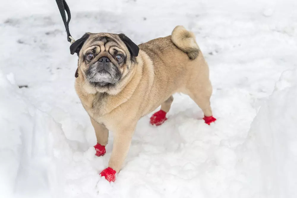 Make Your Own Dog Booties
