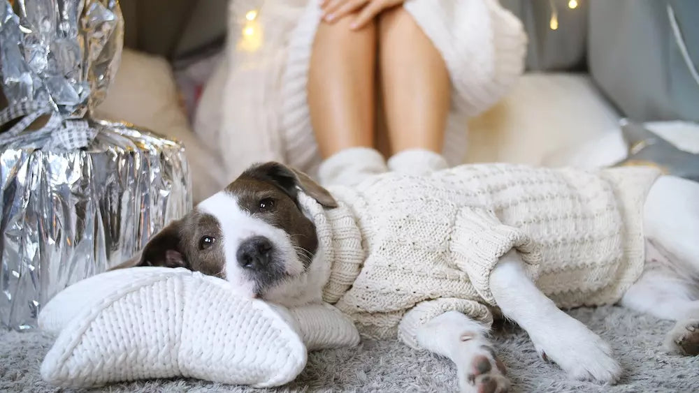 Turn Your Old Sweater into a Cute Pet Jacket This Winter!
